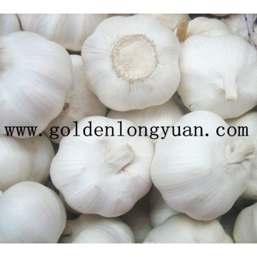 Good New Crop White Garlic From Jinxiang